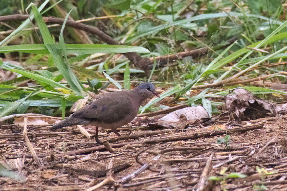 Blue-spotted Wood Dove  Angola,Blue-spotted wood dove,Fall,Geotagged,Turtur afer