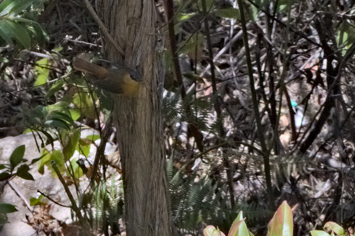 Bocage-s Akalat Bocage's Akalat Angola,Bocages akalat,Geotagged,Sheppardia bocagei,Winter