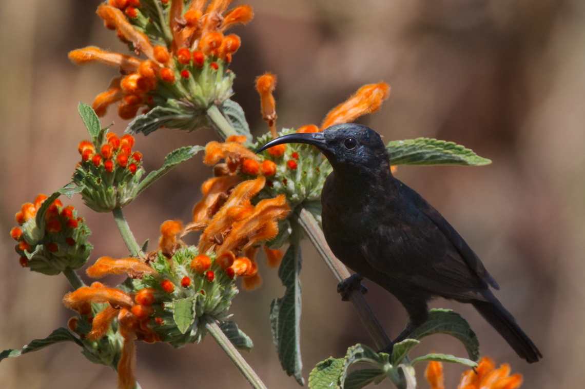 Bocage-s Sunbird Bocage's Sunbird, another one of several birds described by the portuguese naturalist Jos&eacute; Vicente Barbosa du Bocage Angola,Bocage's sunbird,Geotagged,Nectarinia bocagii,Winter