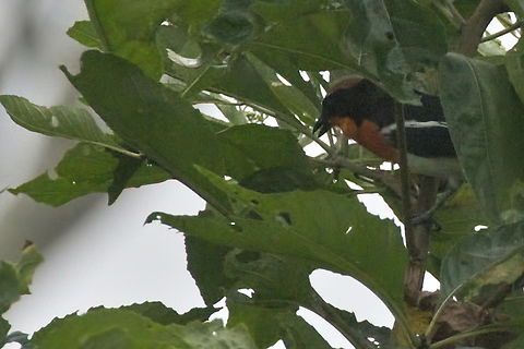 Braun-s Bushshrike Braun's Bushshrike jumping off, endemic to Angola  Angola,Brauns bushshrike,Endemic species,Fall,Geotagged,Laniarius brauni