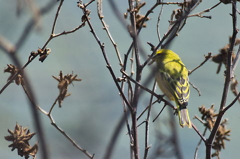 Brimstone Canary  Angola,Brimstone canary,Crithagra sulphurata,Geotagged,Winter