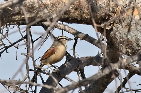 Brown-crowned Tchagra  Angola,Brown-crowned tchagra,Geotagged,Tchagra australis,Winter