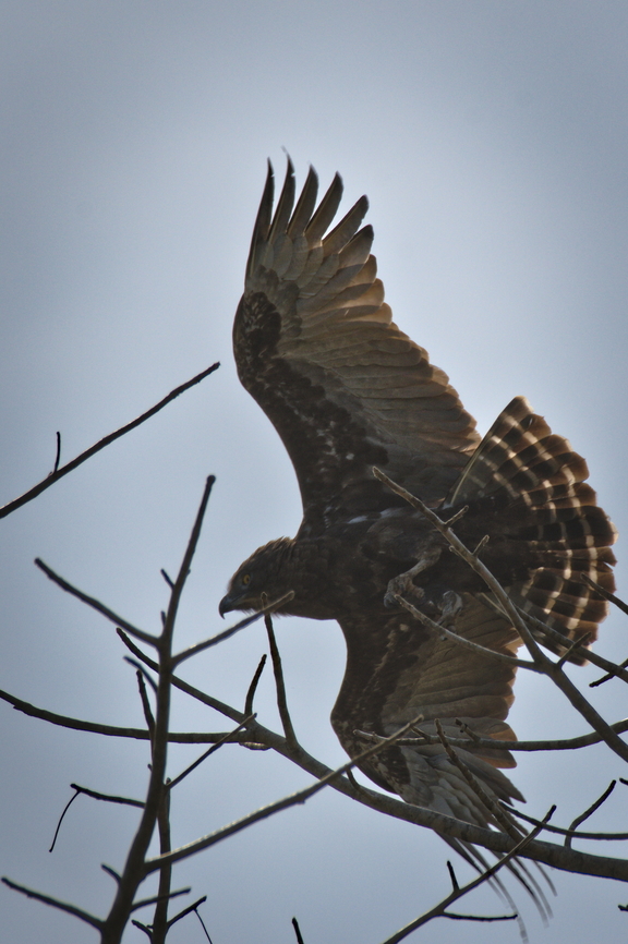 Brown Snake Eagle flying off  Angola,Brown snake eagle,Circaetus cinereus,Fall,Geotagged