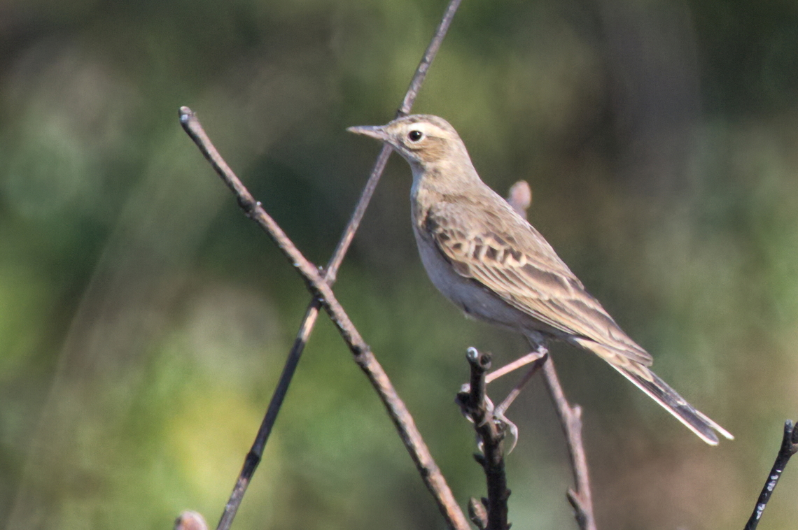 Buffy Pipit  Angola,Anthus vaalensis,Buffy pipit,Geotagged,Winter