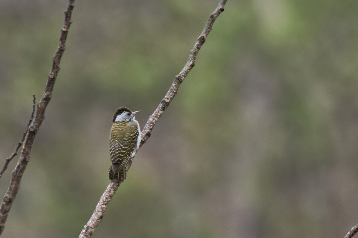 Cardinal Woodpecker female Angola,Cardinal woodpecker,Chloropicus fuscescens,Fall,Geotagged