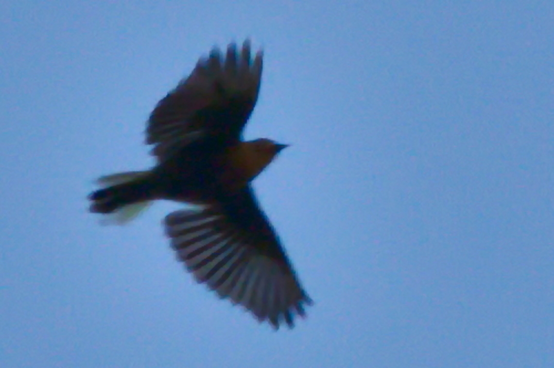 Cassin-s Honeybird Cassin&#039;s Honeybird flying Angola,Cassin's honeybird,Geotagged,Prodotiscus insignis,Winter