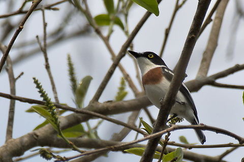 Chinspot Batis the (missing) female Angola,Batis molitor,Chinspot batis,Geotagged,Winter