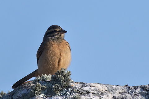 Cinnamon-breasted Bunting  Angola,Cinnamon-breasted bunting,Emberiza tahapisi,Geotagged,Winter