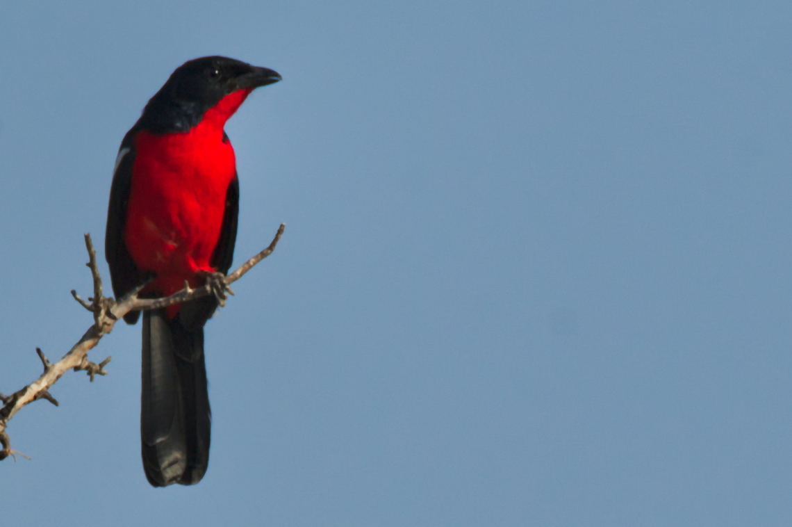 Crimson-breasted Shrike  Angola,Crimson-breasted shrike,Geotagged,Laniarius atrococcineus,Winter