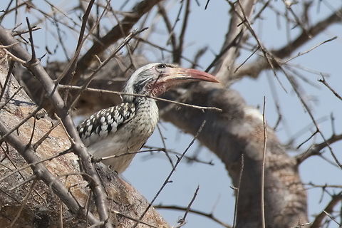 Damara Red-billed Hornbill  Angola,Damara red-billed hornbill,Geotagged,Tockus damarensis,Winter