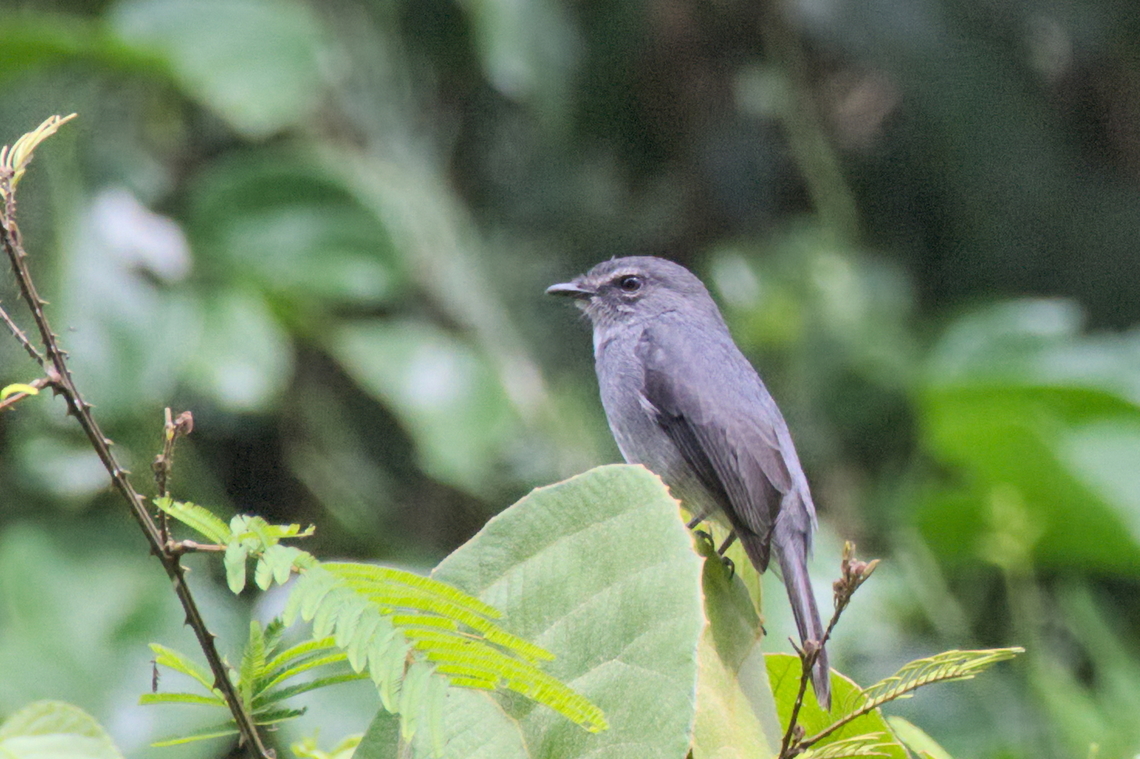 Dusky-blue Flycatcher  Angola,Dusky-blue flycatcher,Fall,Geotagged,Muscicapa comitata