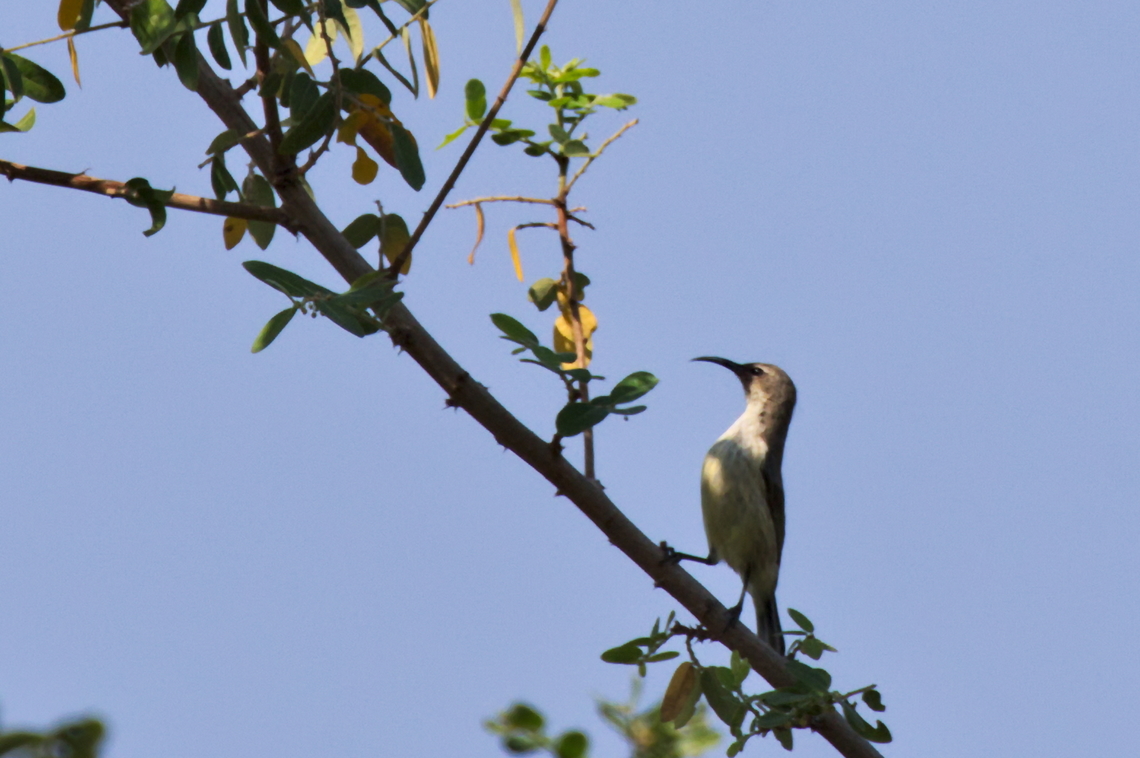 Dusky Sunbird also availabe in Angola Angola,Cinnyris fuscus,Geotagged,Winter,dusky sunbird