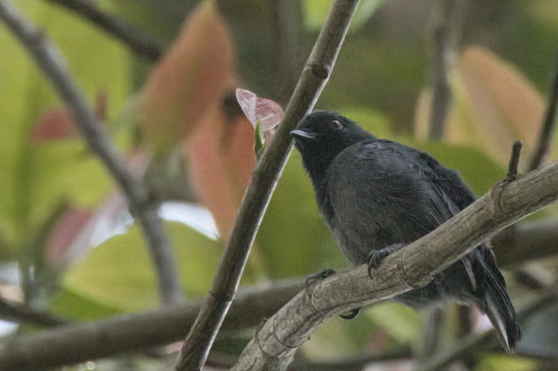 Dusky Tit  Angola,Dusky tit,Geotagged,Melaniparus funereus,Winter