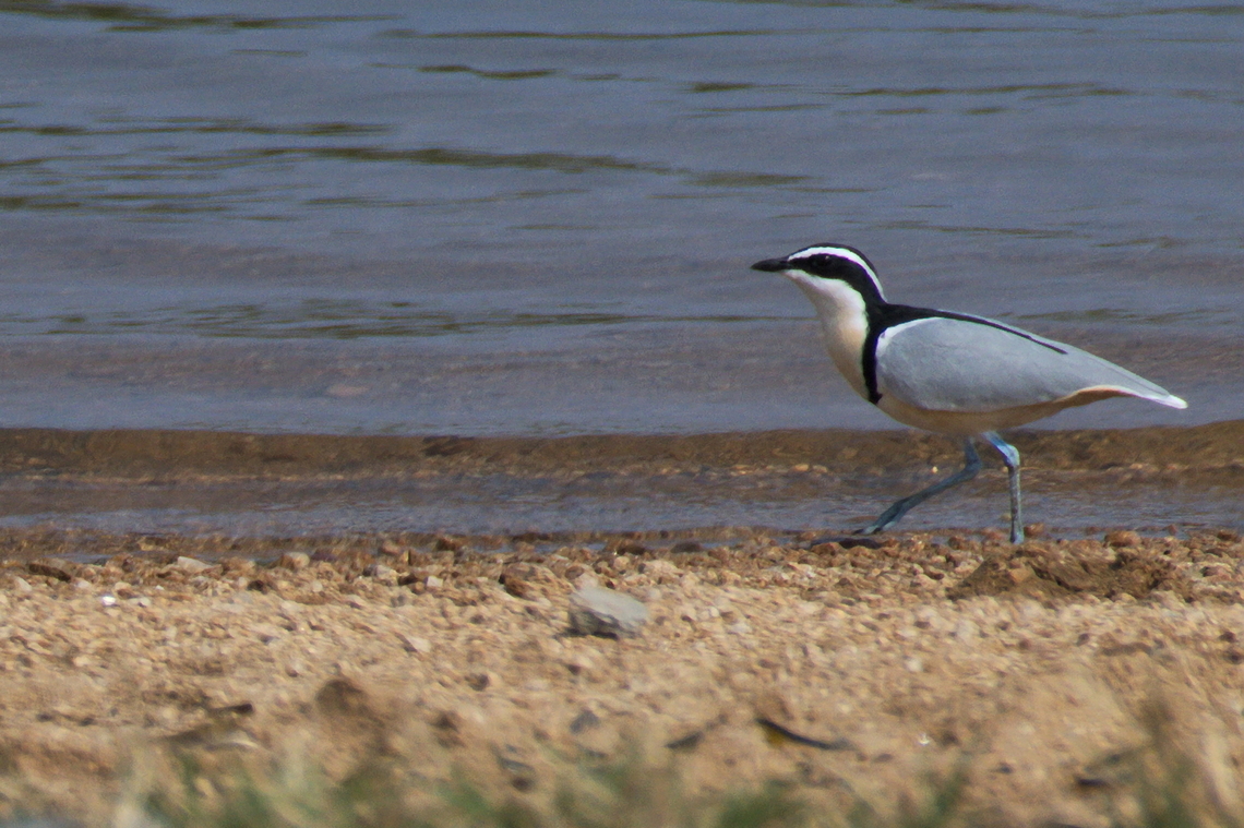 Egyptian Plover far away from Egypt Angola,Egyptian plover,Geotagged,Pluvianus aegyptius,Winter
