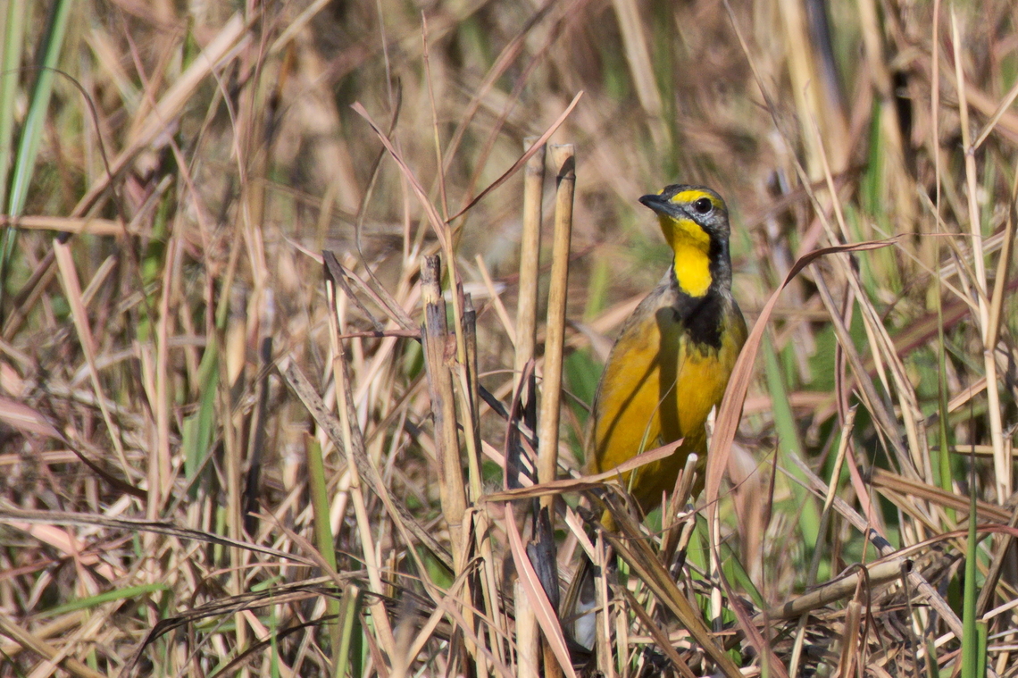 Fülleborn-s Longclaw F&uuml;lleborn&#039;s Longclaw Angola,Fülleborns longclaw,Geotagged,Macronyx fuelleborni,Winter