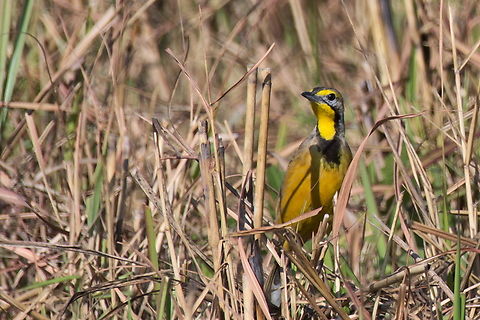 Fülleborn-s Longclaw Fülleborn's Longclaw Angola,Fülleborns longclaw,Geotagged,Macronyx fuelleborni,Winter