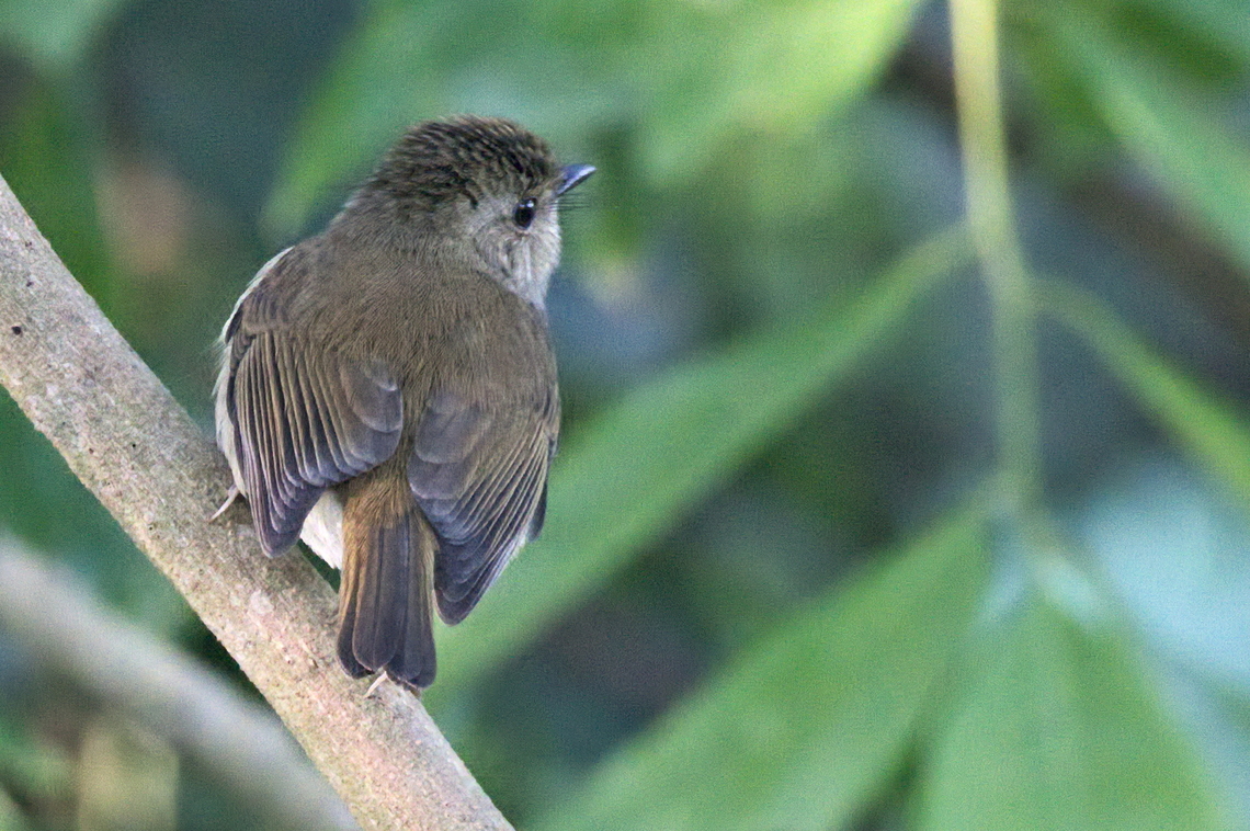 Gabela Akalat endemic to Angola Angola,Gabela akalat,Geotagged,Sheppardia gabela,Winter,endemic