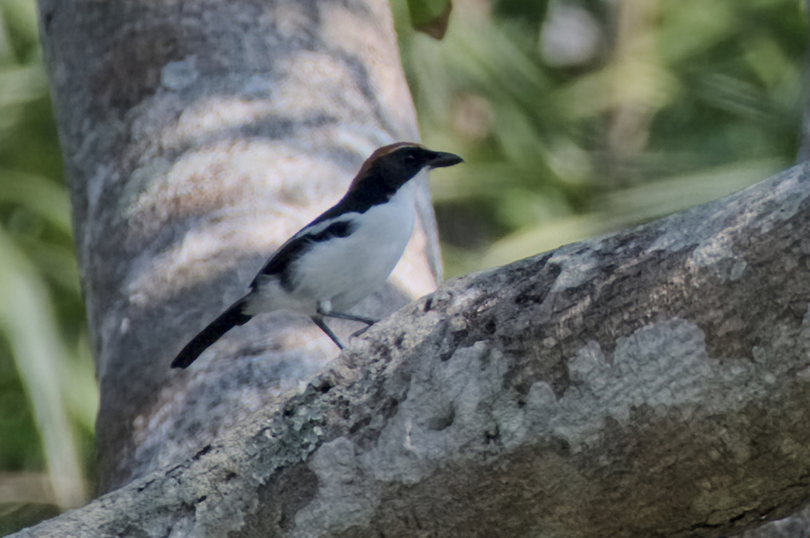 Gabela Bushshrike another endemic species in Angola Angola,Gabela bushshrike,Geotagged,Laniarius amboimensis,Winter,endemic