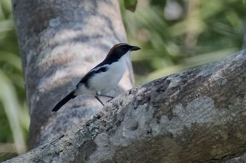 Gabela Bushshrike another endemic species in Angola Angola,Gabela bushshrike,Geotagged,Laniarius amboimensis,Winter,endemic