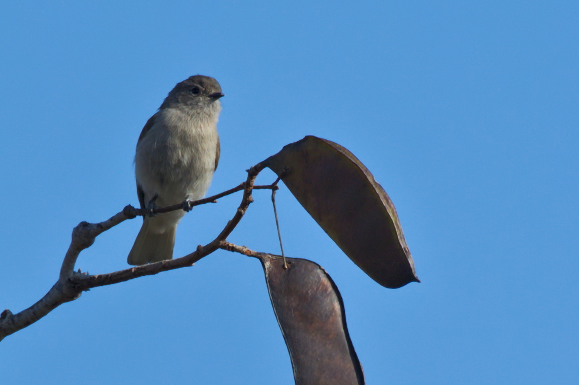 Green-backed Honeyguide alias Honeybird Angola,Geotagged,Green-backed honeybird,Prodotiscus zambesiae,Winter