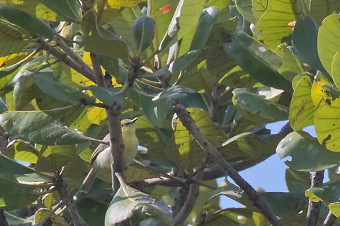 Green-capped eremomela