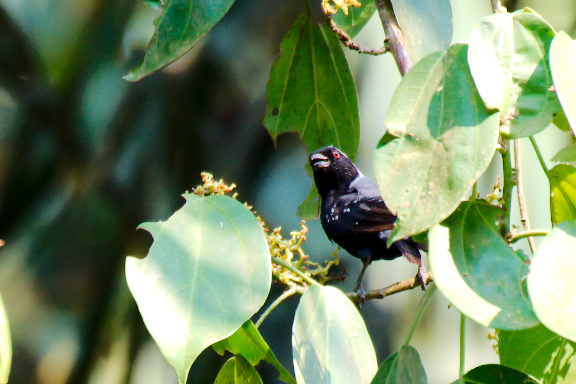 Grey-headed Nigrita replacing former "grey-headed Nigrita" which was unclear what ID Geotagged,Grey-headed nigrita,Nigrita canicapillus,Uganda,Winter