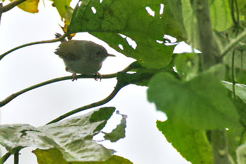 Harterts camaroptera