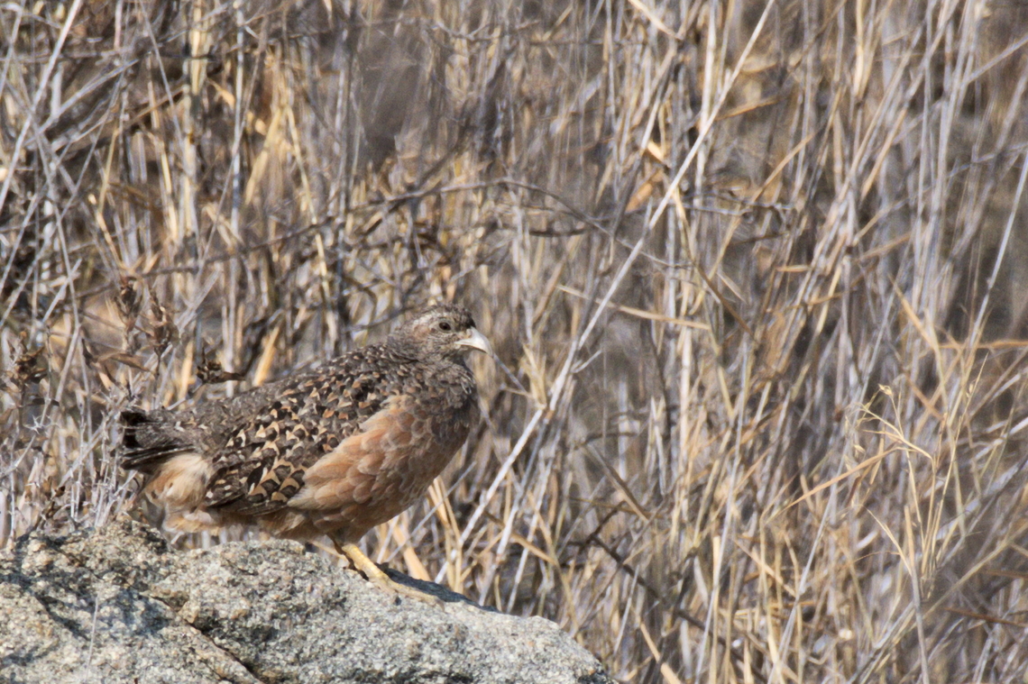 Hartlaub-s Spurfowl Hartlaub&#039;s Spurfowl alias Francolin Angola,Geotagged,Hartlaubs spurfowl,Pternistis hartlaubi,Winter
