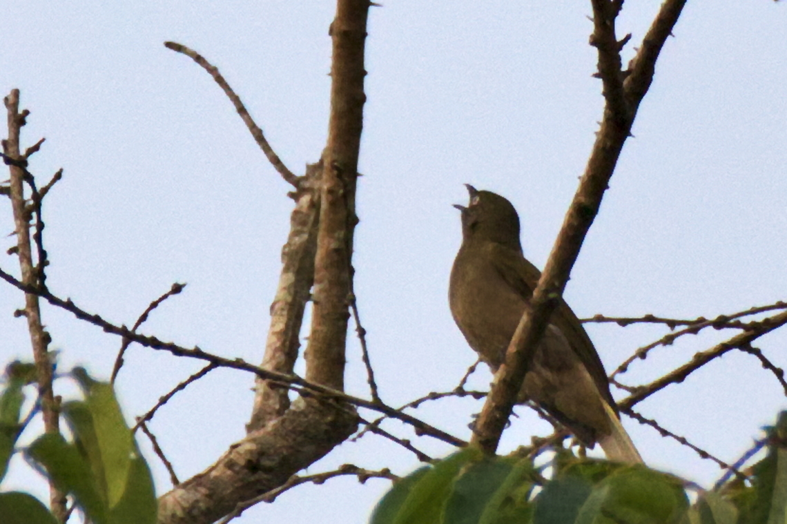 Honeyguide Greenbul  Angola,Baeopogon indicator,Geotagged,Honeyguide greenbul,Winter