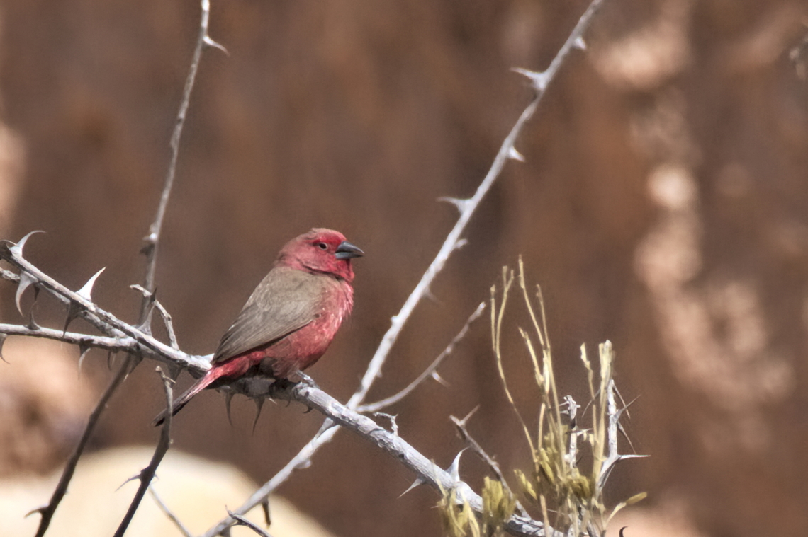 Jameson-s Firefinch male Jameson&#039;s Firefinch Angola,Geotagged,Lagonosticta rhodopareia,Winter,jameson's firefinch
