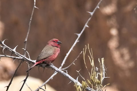 Jameson-s Firefinch male Jameson's Firefinch Angola,Geotagged,Lagonosticta rhodopareia,Winter,jameson's firefinch