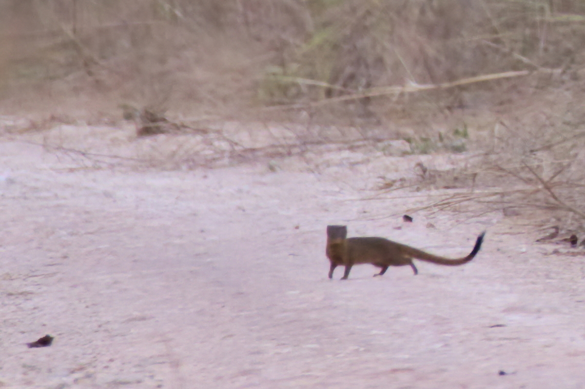 Kaokveld Slender Mongoose alias Angolan Slender Mongoose Angola,Angolan slender mongoose,Fall,Geotagged,Herpestes flavescens