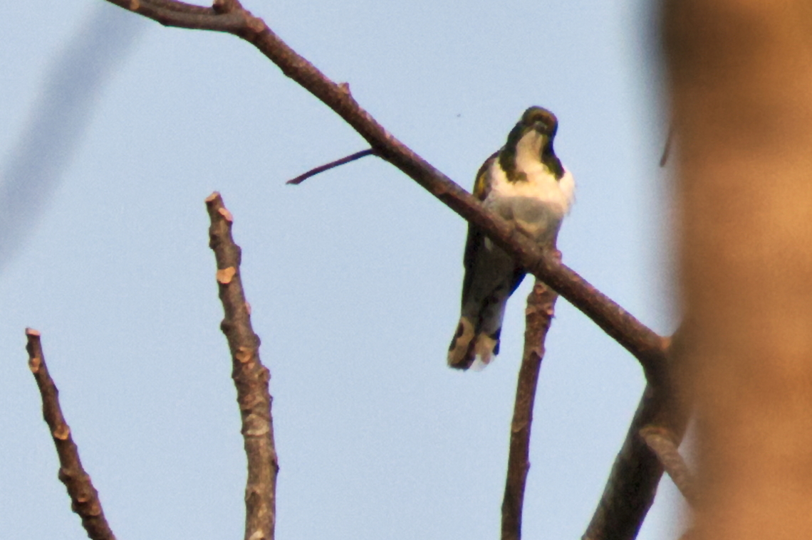Klaas-s Cuckoo Klaas&#039;s Cuckoo Angola,Chrysococcyx klaas,Geotagged,Klaass cuckoo,Winter