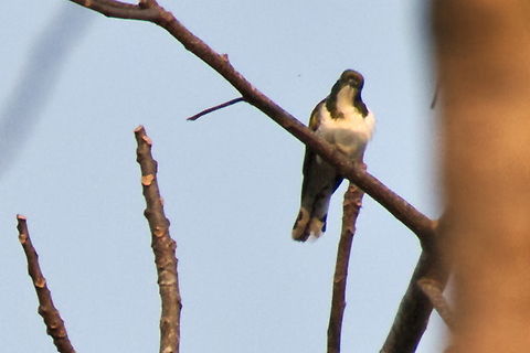 Klaas-s Cuckoo Klaas's Cuckoo Angola,Chrysococcyx klaas,Geotagged,Klaass cuckoo,Winter