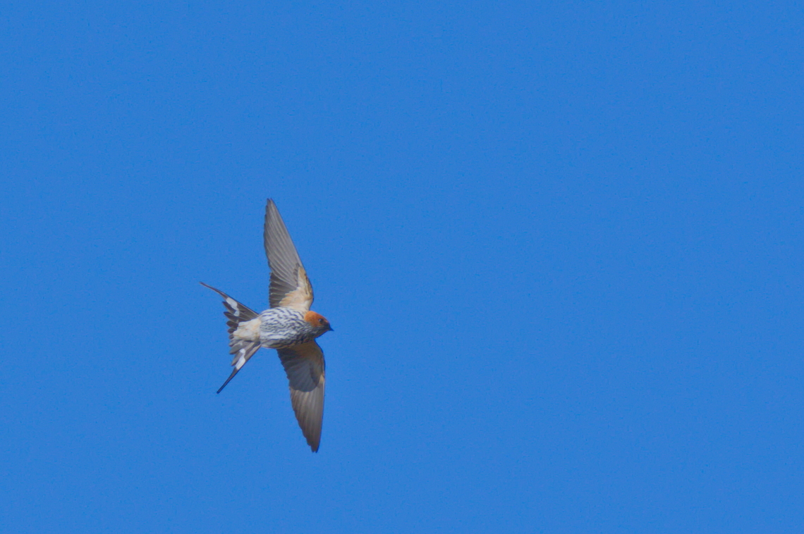 Lesser Striped Swallow  Angola,Cecropis abyssinica,Geotagged,Lesser striped swallow,Winter