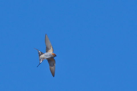 Lesser striped swallow