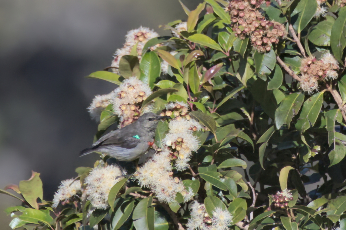 Ludwig-s Double-collared Sunbird female Angola,Cinnyris ludovicensis,Geotagged,Ludwigs double-collared sunbird,Winter