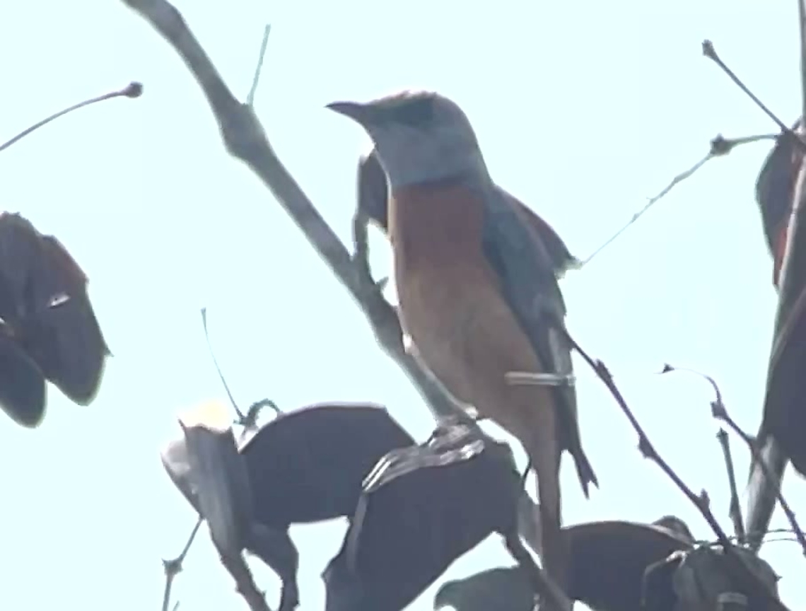 Miombo Rock Thrush frame taken out of a video Angola,Geotagged,Miombo rock thrush,Monticola angolensis
