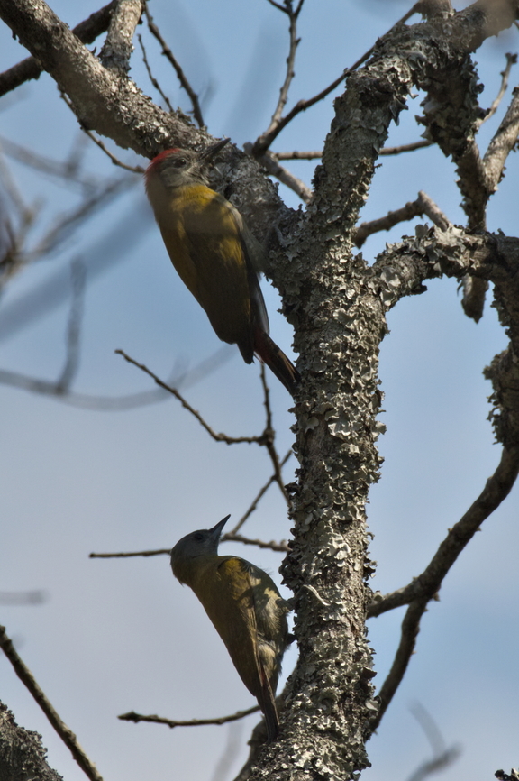 Olive Woodpecker couple, male leading Angola,Dendropicos griseocephalus,Geotagged,Olive woodpecker,Winter