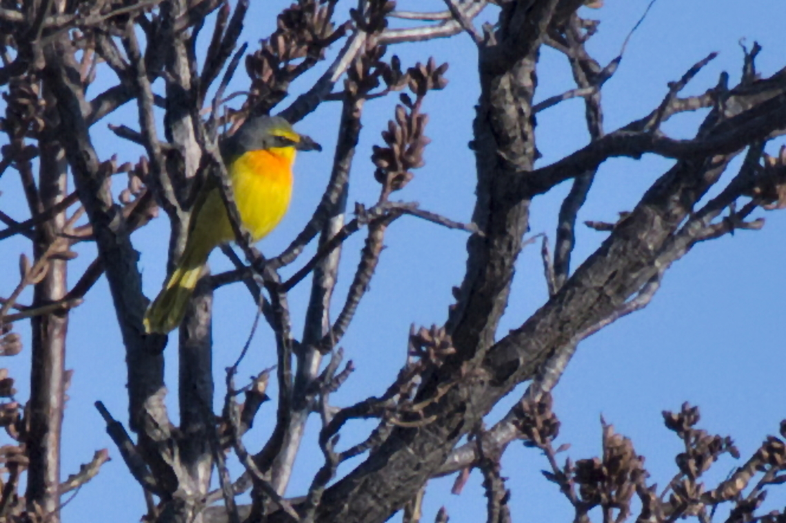 Orange-breasted Bushshrike  Angola,Chlorophoneus sulfureopectus,Geotagged,Orange-breasted bushshrike,Winter