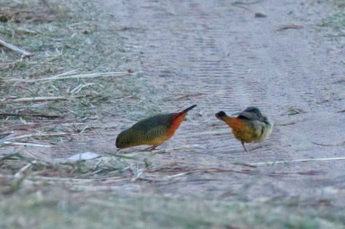 Orange-breasted Waxbill couple in the morning Amandava subflava,Angola,Geotagged,Orange-breasted waxbill,Winter