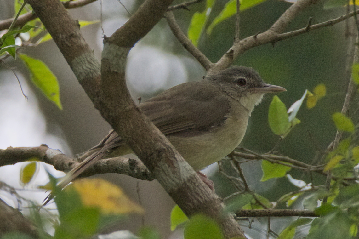 Pale-olive Greenbul  Angola,Fall,Geotagged,Pale-olive greenbul,Phyllastrephus fulviventris