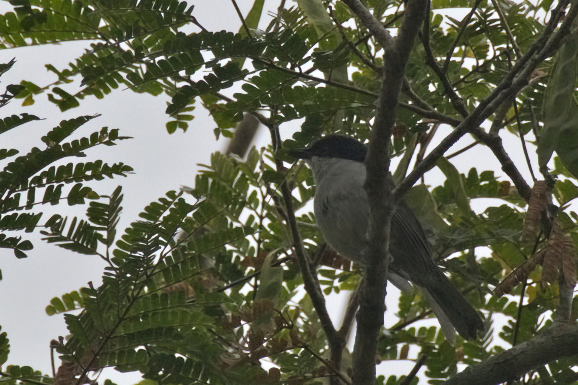 Pink-footed Puffback  Angola,Dryoscopus angolensis,Fall,Geotagged,Pink-footed puffback
