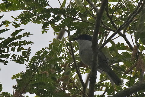 Pink-footed Puffback  Angola,Dryoscopus angolensis,Fall,Geotagged,Pink-footed puffback