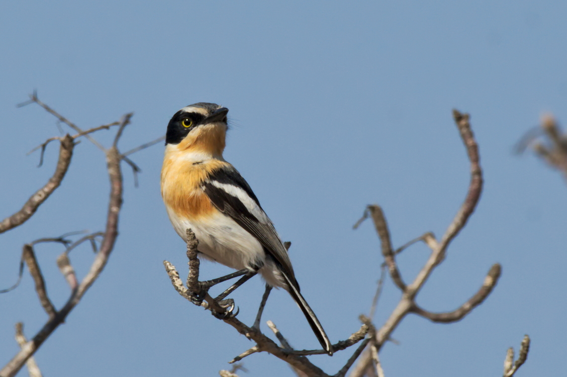 Pririt Batis female in Angola Angola,Batis pririt,Geotagged,Pririt batis,Winter