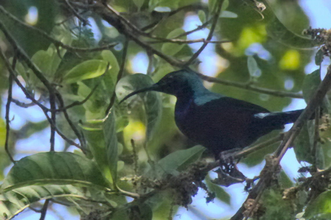 Purple-banded Sunbird male Angola,Cinnyris bifasciatus,Geotagged,Purple-banded sunbird,Winter