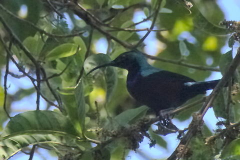Purple-banded Sunbird male Angola,Cinnyris bifasciatus,Geotagged,Purple-banded sunbird,Winter