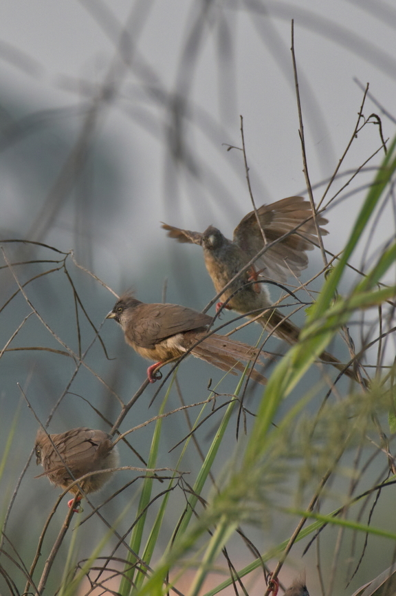 Red-backed Mousebird_110ND500_DSC8107 some of those displaying Angola,Colius castanotus,Fall,Geotagged,Red-backed mousebird
