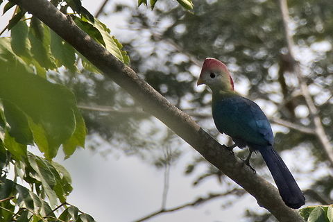 Red-crested Turaco endemic to Angola and their National Bird Angola,Geotagged,Red-crested turaco,Tauraco erythrolophus,Winter,endemic,national bird
