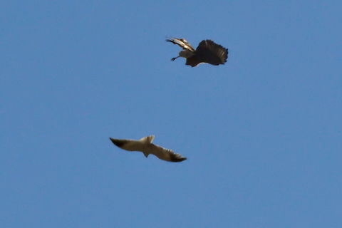 Airfight between Red-necked Buzzard &Black-shouldered Kite alias Black-winged Kite Angola,Buteo auguralis,Elanus caeruleus,Geotagged,Red-necked buzzard,Winter